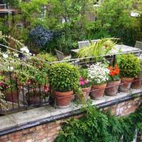 Rooftop gardens changing Dhaka’s skyline