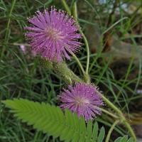 The flower is named Lajjabati.