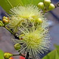 Water Apple flower