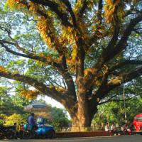 Rain Tree