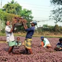 Red Spinach