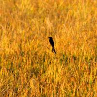 Paddy field