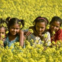 Golden mustard flowers 