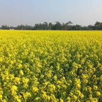 Mustard plants