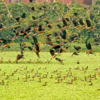 Jahangirnagar University 