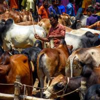 Sacrificial animal markets